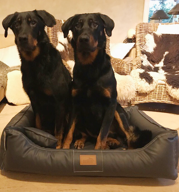 zwei Beauceron von vorne