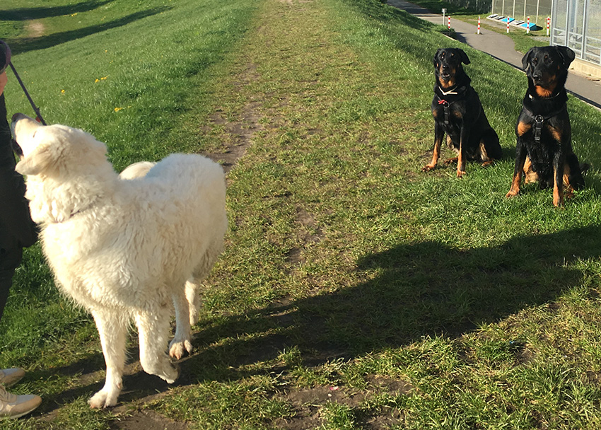 Beaucerons und Maremmano Abruzzese Hündin.
