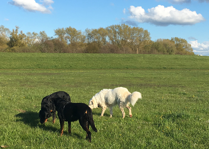 Beaucerons und Maremmano Abruzzese Hündin.