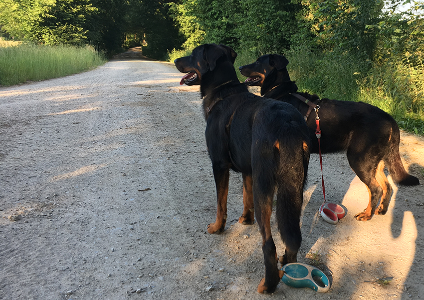 zwei Beauceron