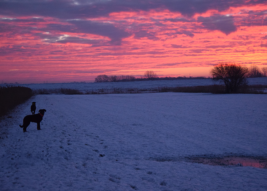 2 Beauceron im Sonnenaufgang.