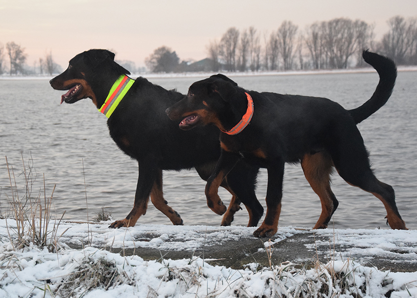 Beauceron Mutter und Sohn am Wintermorgen an der Weser.