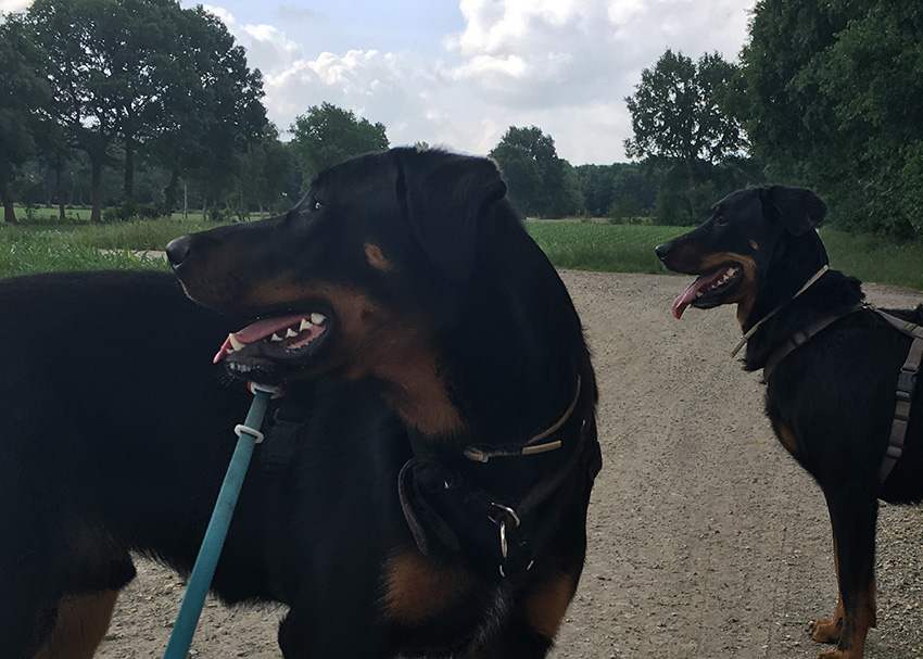 2 Beauceron unterwegs.