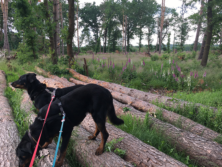 Spaziergang durch die Landschaft.