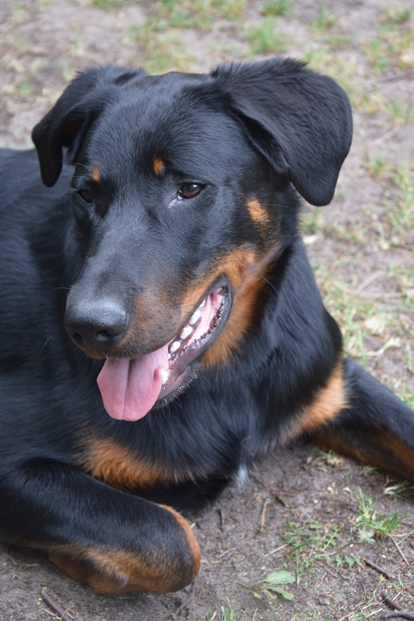 10 Monate alter Beauceronrüde..