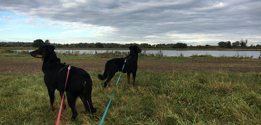 Beauceron aufmerksam
