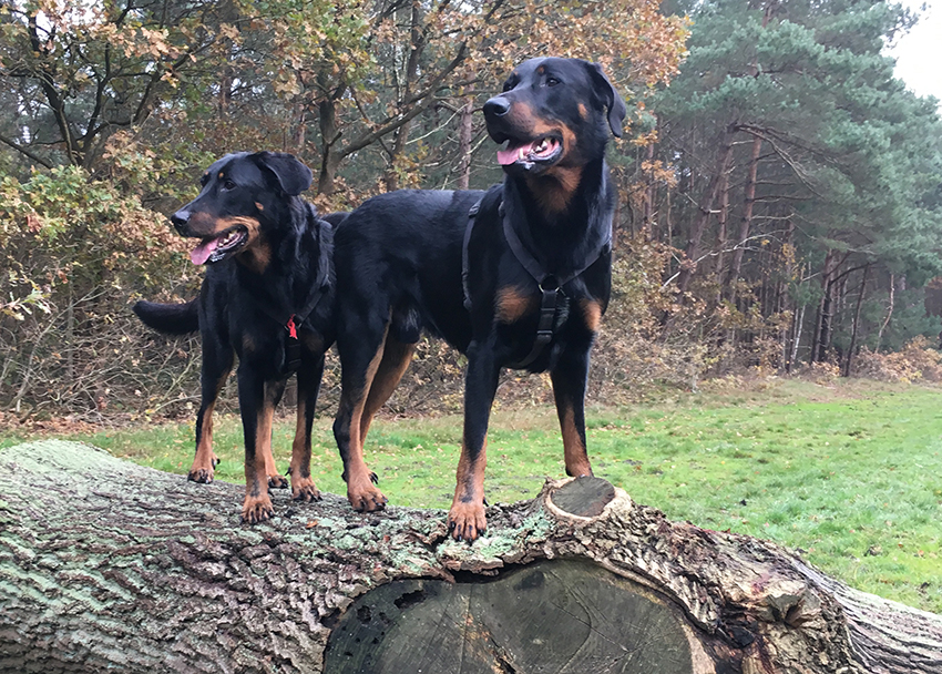 zwei Beauceron