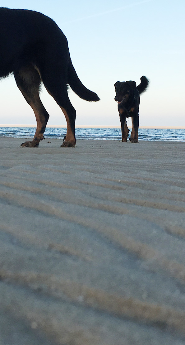 Beauceron am Strand