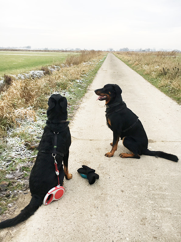 Beauceron abgesetzt im Bleib