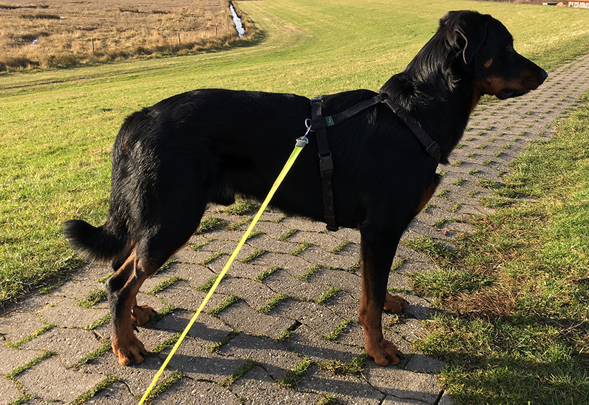 Junger Beauceronrüde