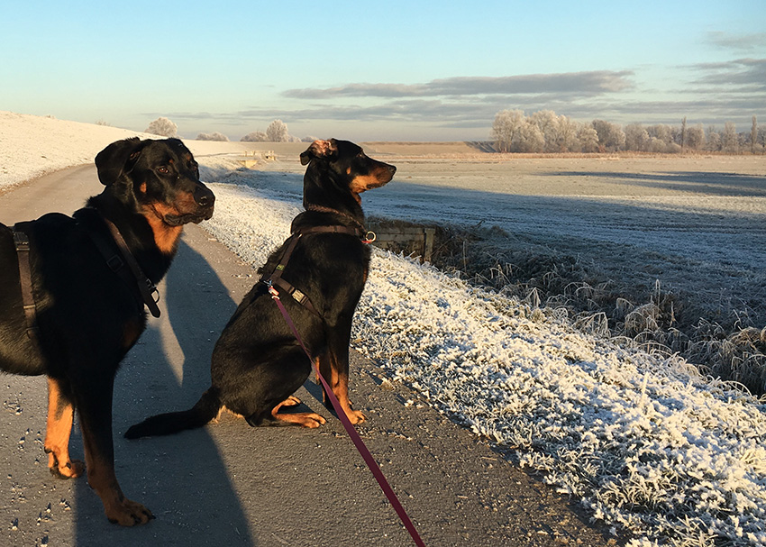 Winter Landschaft mit Beaucerons