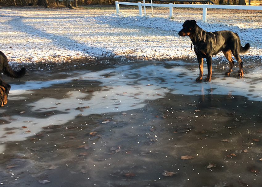 Beauceron auf Eis