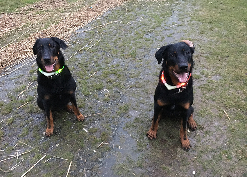 Abends in der Dämmerung im Regen an der Weser