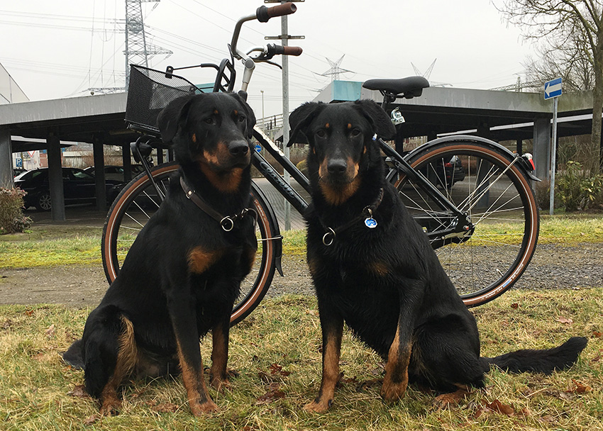 Erstes Mal Fahrradfahren mit Tipo