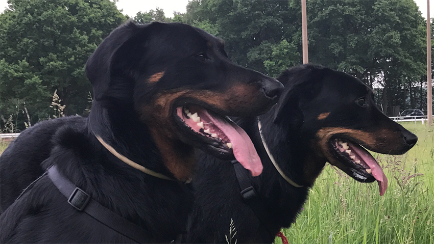 zwei Beauceron im Profil