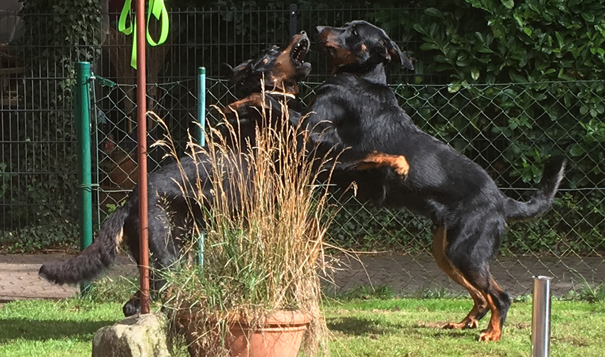 leo und Tipo beim Spielen..