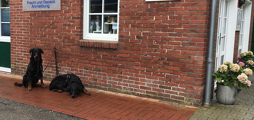 1Beauceropn sitzen vorm Laden angebunden und warten.