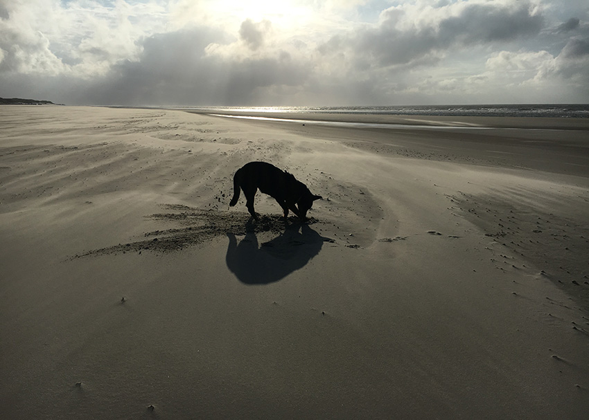 11 Monate alter Beauceronrüde buddelt am Strand.