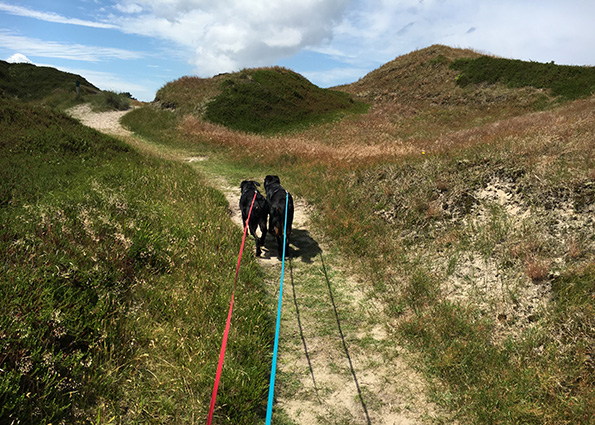 Beauceron maschieren gemeinsam durch die Dünen.