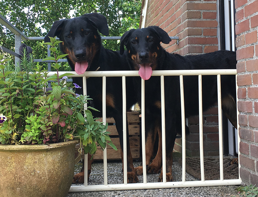 11 Monate alter Beauceronrüde mit seiner Mutter.