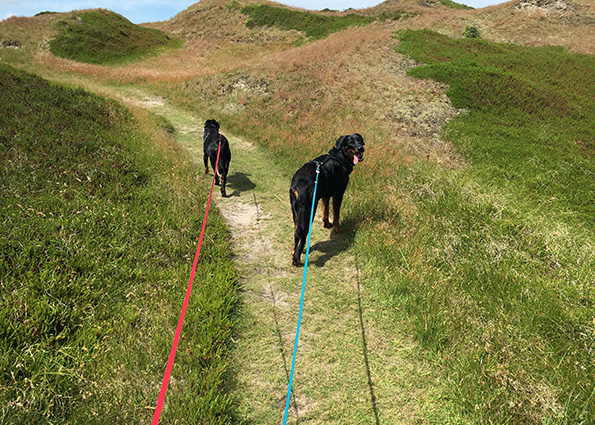 Ein Beauceron Gespann.