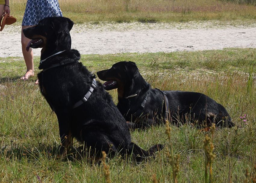 Das Signal "Bleib" wird von jedem dieser Beauceron anders ausgeführt.