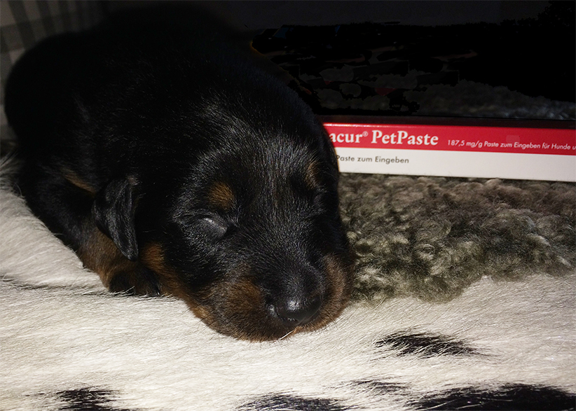 Der Beauceronwelpe bekommt im Alter von 14 Tagen seine erste Wurmkur für 3 aufeinander folgende Tage.