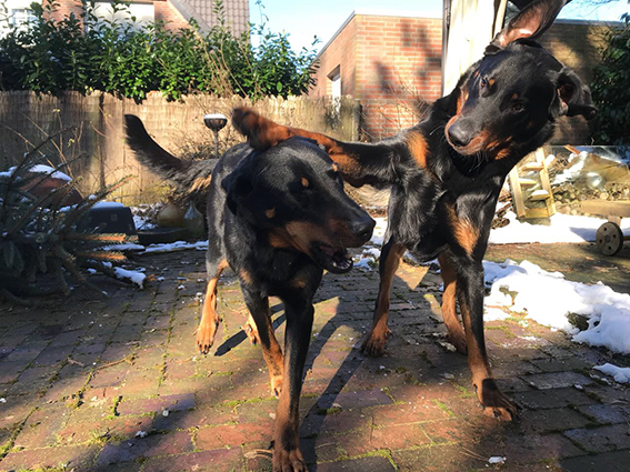 2 Beauceron spielen
