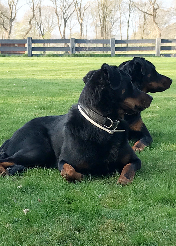 zwei Beauceron liegen Syncron auf der Wiese