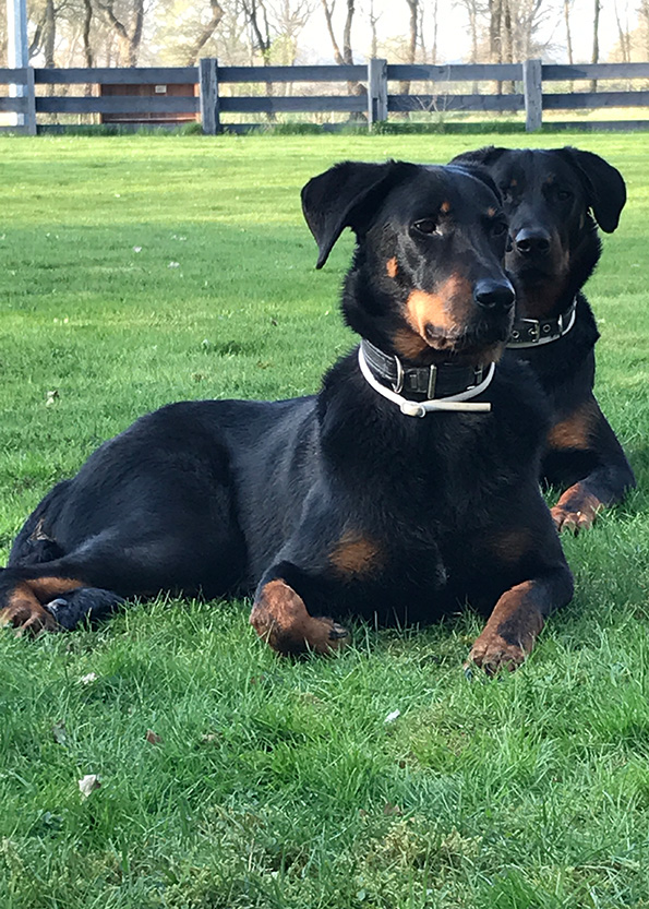 Imponierendes Beauceronbild von Mutter und Sohn