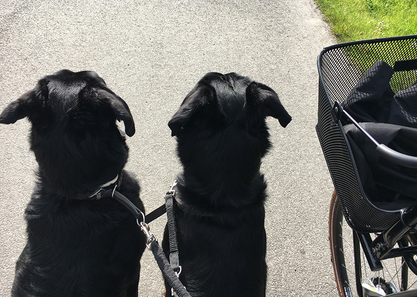 Beauceron am Fahrrad