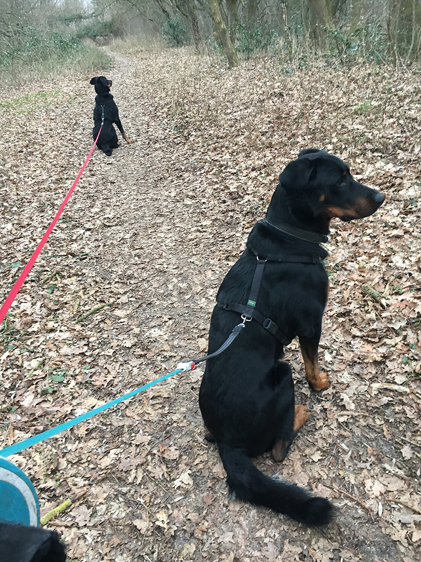 Hunde im Sitz mit Blick auf Rehwild