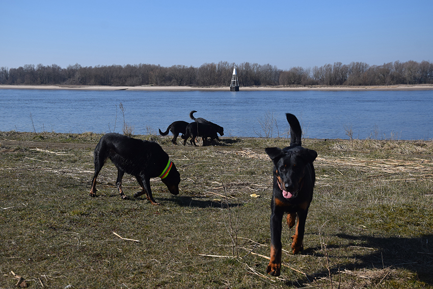 Große Beauceron Familie.