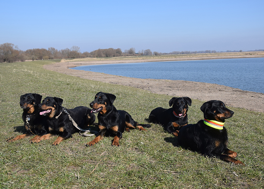 Beauceron Familie