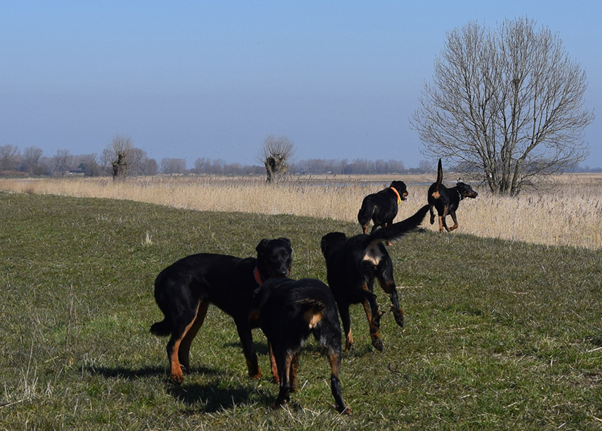 Beauceron Familie in Bewegung