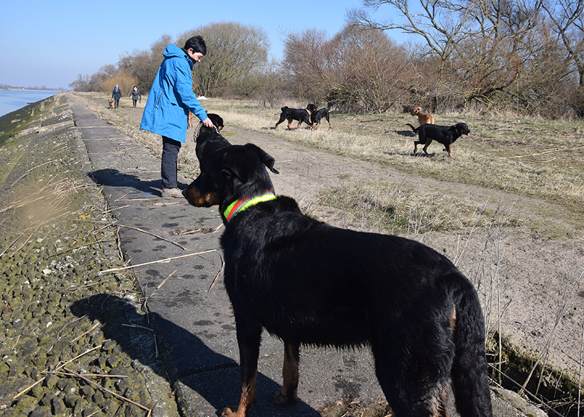 Die Beauceron Treffen auf fremde Hunde.