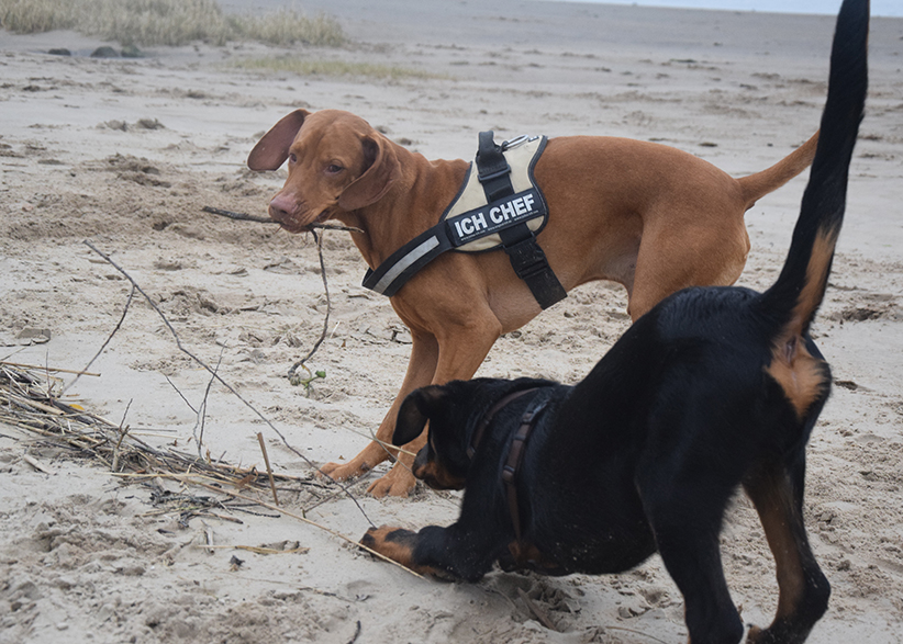 Tipo trifft auf Magyar Vizslar-Rüden an der Weser.