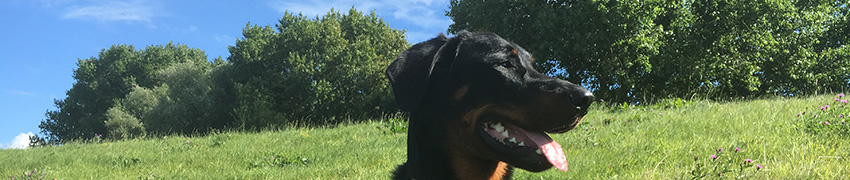 Tipo im Profil mit 12 Monaten.