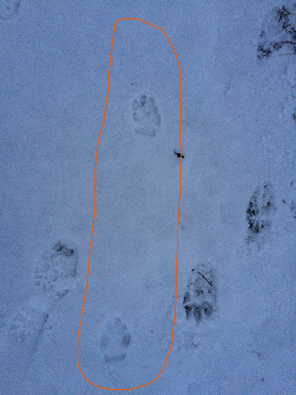 Trittsiegel eines Beauceron der "schnürt"..