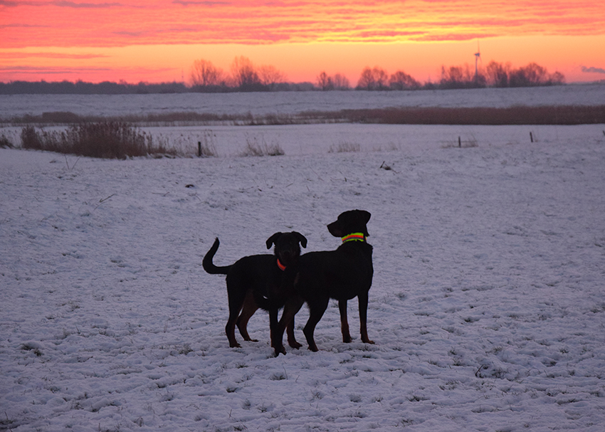 Beauceron in Winterlandschaft.