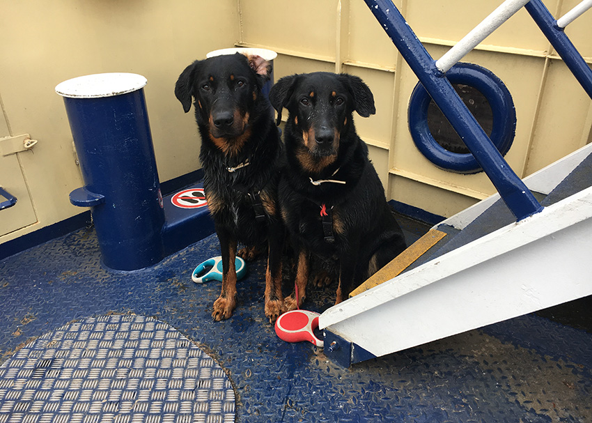 Beauceron auf der Autofähre