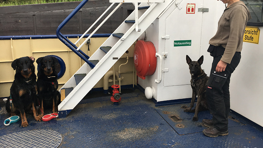 Beauceron und Hollands Herder auf der Autofähre
