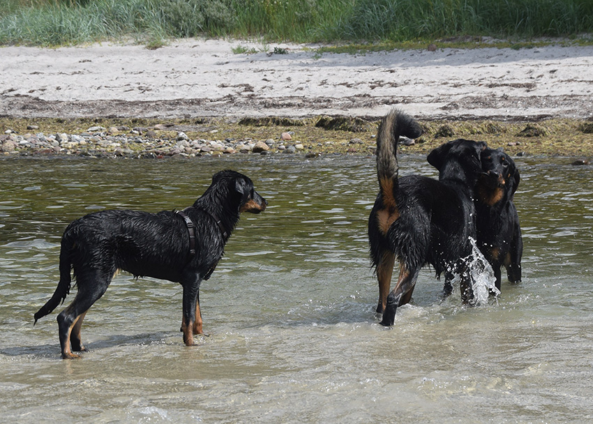 3 Beauceron in der Ostsee.
