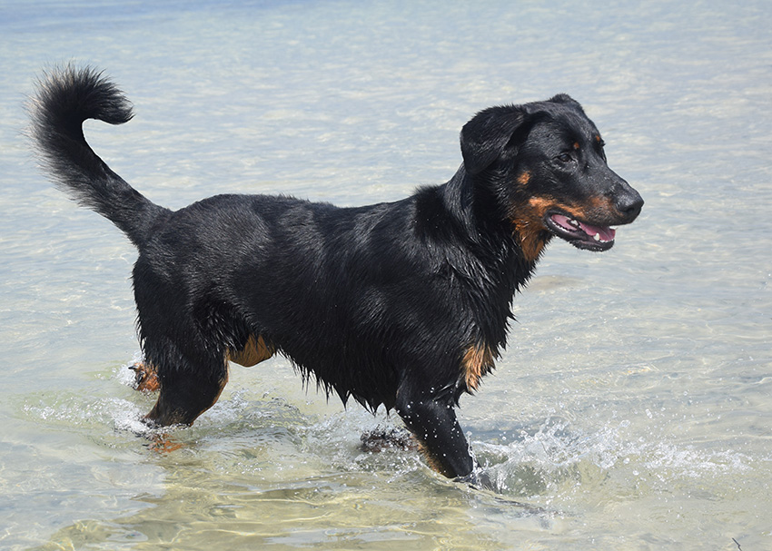 Der 10 Monate alte Tipo in der Ostsee.