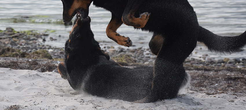Toben der Beauceron am Ostseestrand