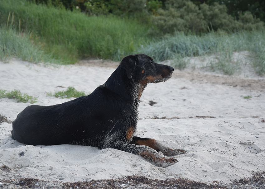 Beauceronrüde gleicht am Strand einem Löwen.