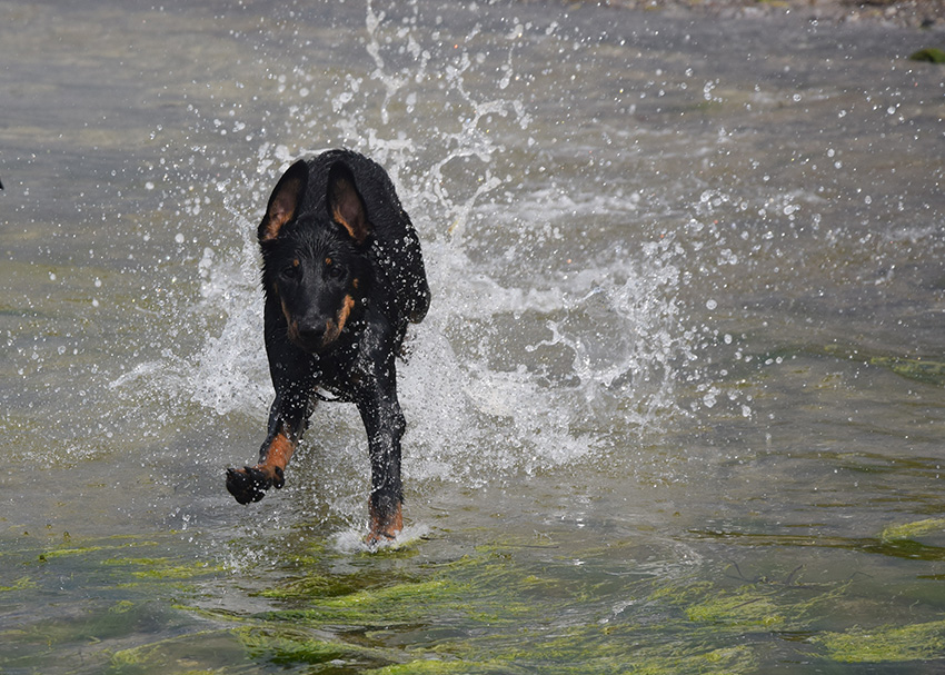 5 Monate alte Beauceronhündin fetzt durch das seichte Ostseewasser.