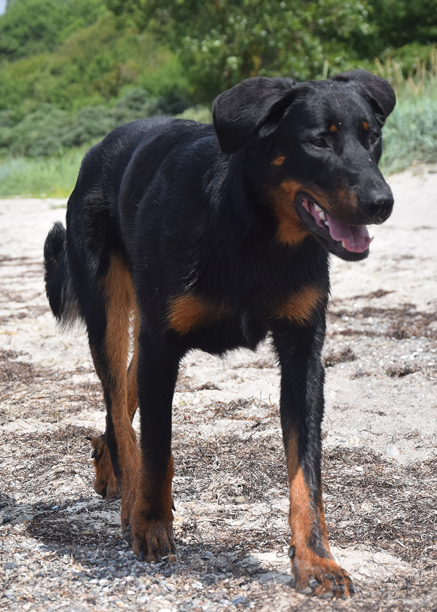 Tipo am Ostseestrand.