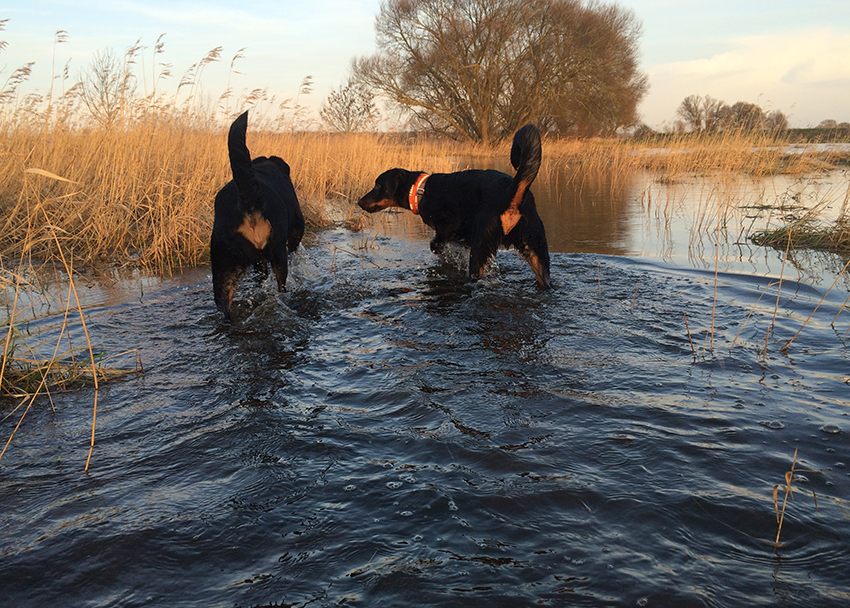 Und wieder Laufen durch Hochwassergebiet nach Sturmflut.