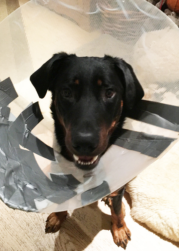 Beauceron mit plastik Trichter